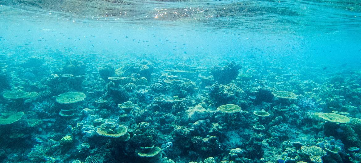 Pourquoi la biodiversité est bonne pour notre santé